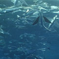 黑潮是台灣漁業的命脈(照片來源:公共電視「我們的島」)