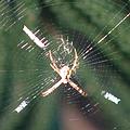 蜘蛛腳末端能夠分泌油脂，所以不會被自己的網子纏住