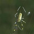 每種蜘蛛都有毒，不過大部分的蜘蛛毒對人類並沒有威脅