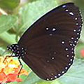 斯氏紫斑蝶（2001年秋 攝於飛牛牧場）前翅翅腹中央有3枚白斑，可由此與其他紫斑蝶區分。最下方1點被後翅稍微遮住，隱約可見。