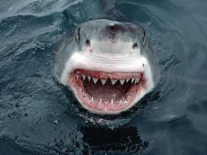 沙魚鰭不離身為鯊魚資源增加一道防護。圖為澳洲南部的大白鯊。Homezone Testing 攝