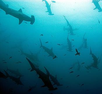 加拉巴哥群島水域的雙髻鯊。Water Planet 攝。