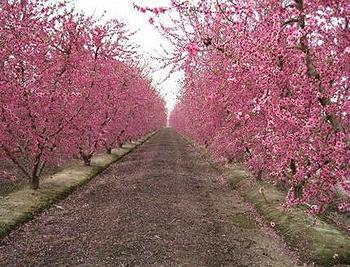 加州福瑞士農(Fresno)縣的桃子果園。Michael Layland。圖片由 Fresno County Blossom Trail 提供。