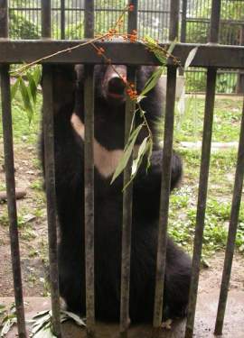 台灣黑熊。圖片提供：江某