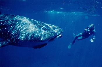潛水員在佛得角島通道發現鯨鯊。Phil Colla 攝。圖片由 CI 提供。