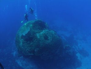 綠島知名的「大香菇」遭船隻撞成「骷髏頭」；圖片提供：中央研究院珊瑚礁演化生態暨遺傳研究室