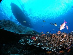 綠島海底的美麗珊瑚；圖片提供：中央研究院珊瑚礁演化生態暨遺傳研究室