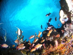 綠島精彩的海底世界；圖片提供：中央研究院珊瑚礁演化生態暨遺傳研究室