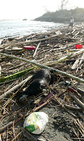 二仁溪出海口堆積的垃圾與動物屍體；圖片來源：晁瑞光提供