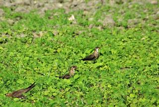 南部甘蔗田休耕期間為燕鴴來台的繁殖地；攝影：觀察家生態顧問有限公司