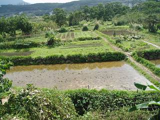 農田具有調節周圍氣候的功能；攝影：陳彥樺