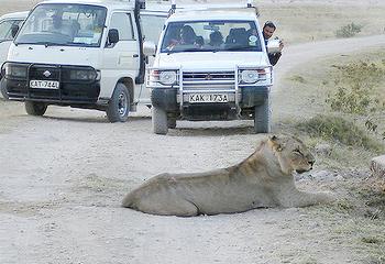  安博塞利國家公園内旅客駐足觀賞躺在路上的獅子。PG Jayaram 攝。