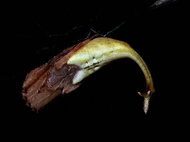 偽裝枯葉又擬態蠍子的蜘蛛。照片提供：楊家旺