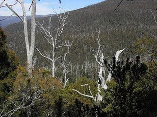 澳洲塔斯馬尼亞島的森林保護計畫，獲得CCBS的認證。(圖/Flicks創用共享)