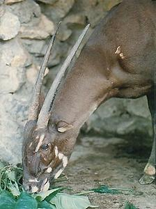 唯一拍攝到圈養的中南羚羊。圖片由 IUCN 提供，William Robichaud 攝。