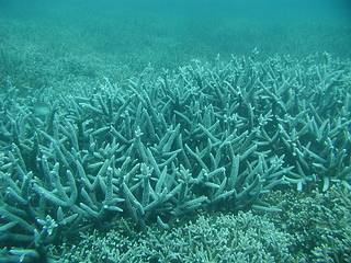 澎湖青灣的分枝狀珊瑚；圖片提供：謝恆毅