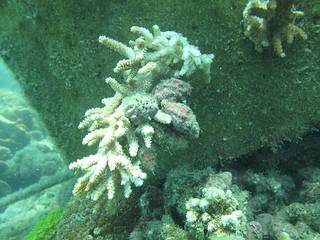苦螺正在啃食人工栽植的軸孔珊瑚；圖片提供：謝恆毅