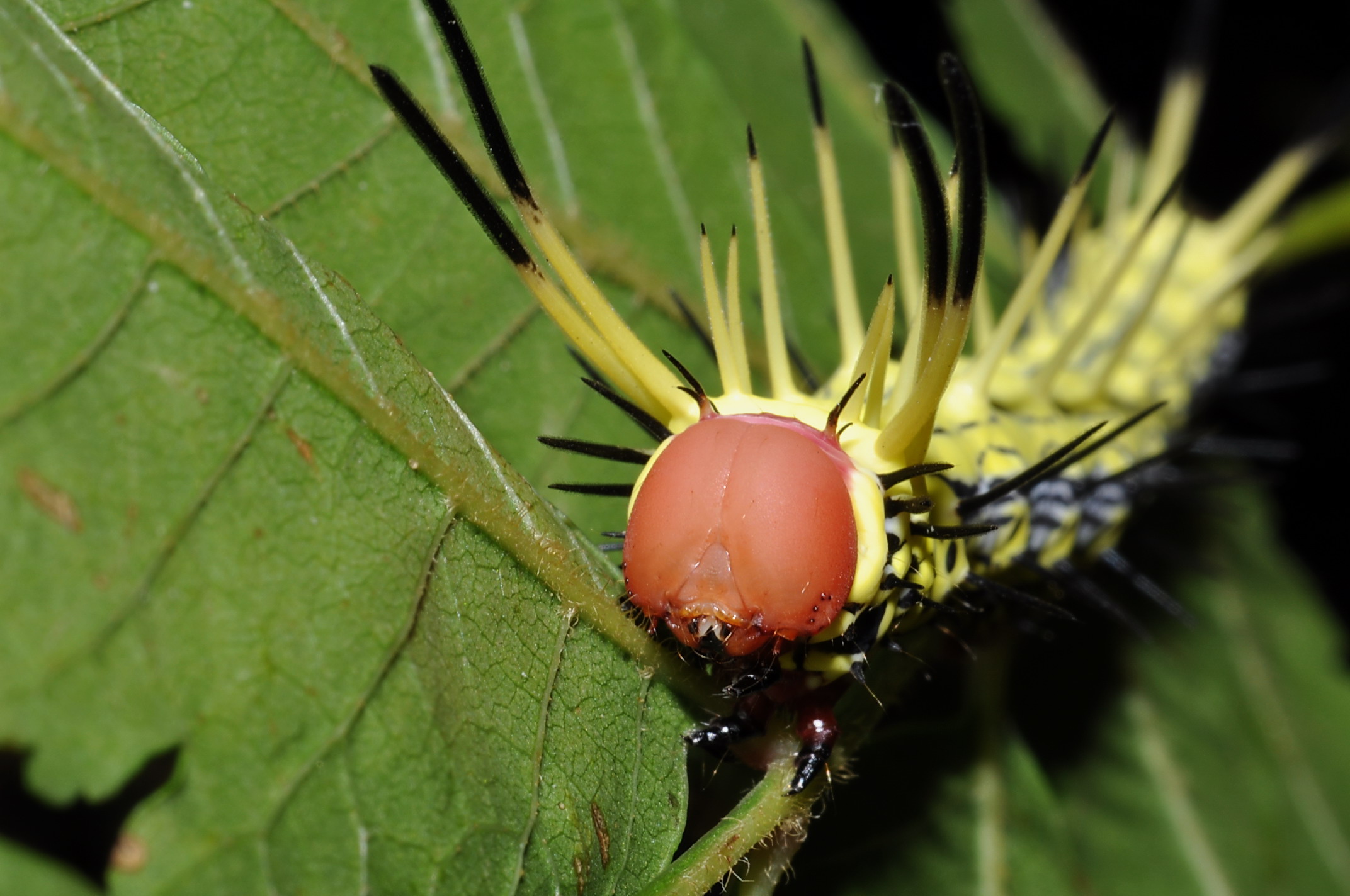 斜帶黃舟蛾的終齡幼蟲。圖片提供： 楊家旺