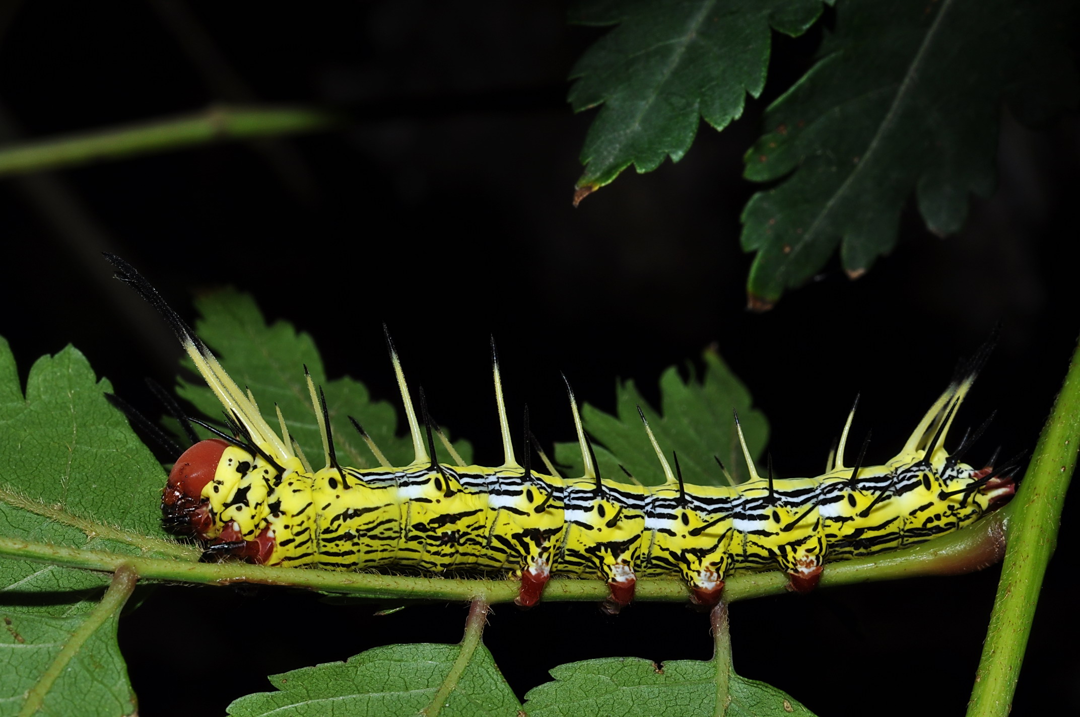 斜帶黃舟蛾的終齡幼蟲。圖片提供： 楊家旺