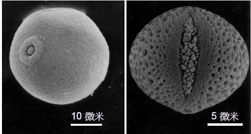 在掃瞄式電子顯微鏡下，禾本科（左)和昆蘭樹（右）的花粉；圖片提供：陳淑華