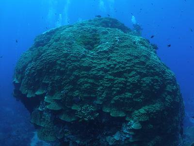 綠島千年巨型微孔珊瑚，外號大香菇；攝影：許嘉閔