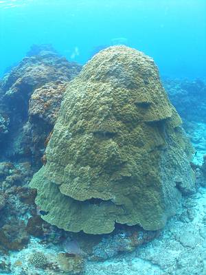 墾丁地區百年微孔珊瑚；攝影：許嘉閔