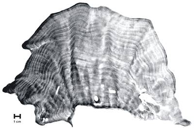 澎湖群島南海—東吉嶼的微孔珊瑚骨骼X 光照片；圖片提供：黃元照