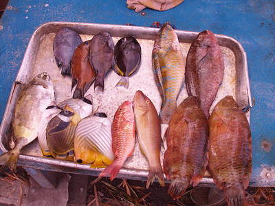 市場中可見的的珊瑚礁魚類愈來愈小；圖片提供：陳昭倫
