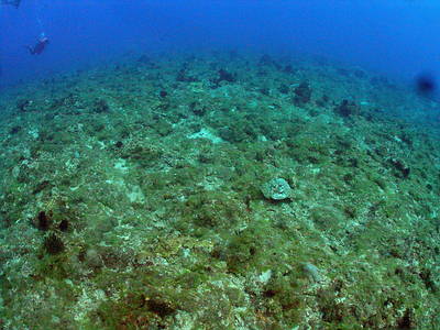 小琉球珊瑚礁現況。圖片提供：陳昭倫