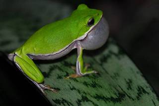 台灣綠寶：諸羅樹蛙；圖片提供：黃煥彰