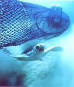 TED 海龜脫逃裝置。圖片來源: NOAA