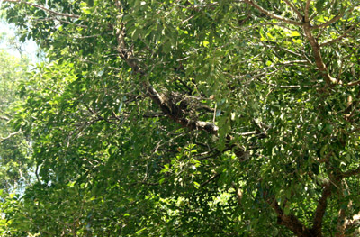 樹上台灣藍鵲的巢