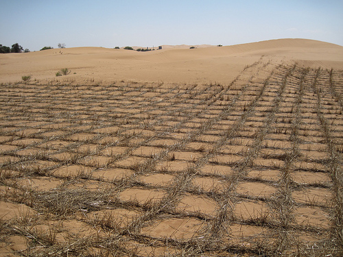 許多國家在沙漠上展開綠化，成效十分有限，更遑論回復原始棲地狀態；攝影：Bert van Dijk／CC-BY-SA