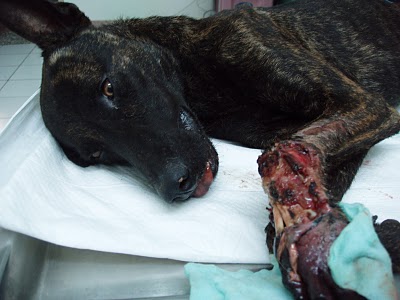 嘉義民雄收容所流浪狗虎斑手掌嚴重受傷，經動物社會研究會搶救，但還是不幸死亡。圖／仁愛動物醫院提供。