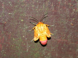 被戲稱為「紅屁股蒼蠅」的不知名蛾
