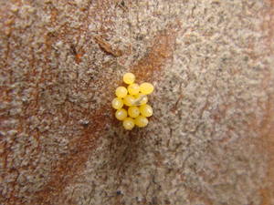 六星瓢蟲產的蟲卵晶盈剔透像似寶石