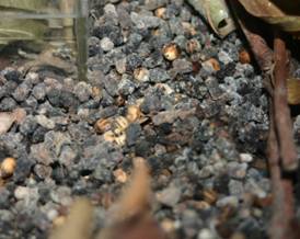 任意產在基質上的幽靈竹節蟲的卵；攝影：簡士傑
