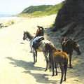 南非蓬多蘭自然海岸邊的馬群／照片來源：Muir's Tours