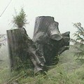 伐木事業深入台灣山林