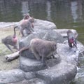 猴島上的猴群（攝影/彭瑞祥）