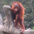 台北市立動物園的紅毛猩猩（攝影／高美鈴）
