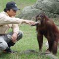 人猿喝薑湯（提供者／台北市立動物園）