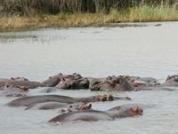 iSimangaliso濕地公園內有南非最大的河馬群聚。（攝影者：馬克特納）