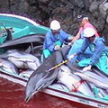 日本和歌山的小漁村太地町捕殺海豚現場。照片來源：Campaign Whale