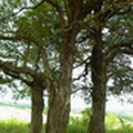 當地人稱之為達摩樹，是一種生命力極強的植物。