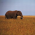 一望無際的大草原上，一頭野生大象正不急不慢地踱著步子，高高的野草在它的足下彎下了身軀。