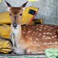 台東外海漂流獲救的母鹿，一天就被安樂死。照片節錄自聯合報，李蕙君攝影。
