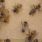 照片說明:土壤協會和蟲蟲生活認為， 與日俱增的證據顯示，殺蟲劑跟蜜蜂消失的數量有直接的關連性。照片節錄自: 消失的蜜蜂/PR