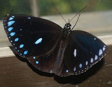 圓翅紫斑蝶，圖片來自台灣昆蟲維基館。