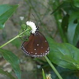  小紫斑蝶，圖片來自台灣昆蟲維基館。
